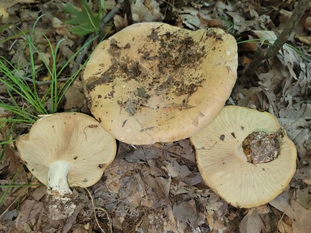 Leucopaxille tricolore, photo 2 sur 5
