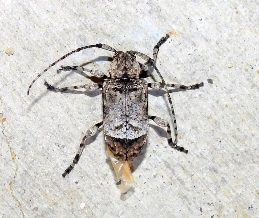 Longicorne transverse, photo 2 sur 5