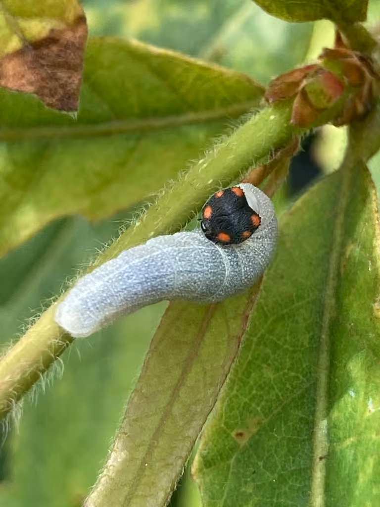 Hespérie du chêne, Chenille