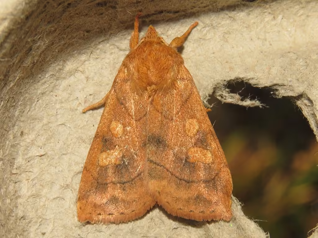 Aspen Twoleaf Tier Moth