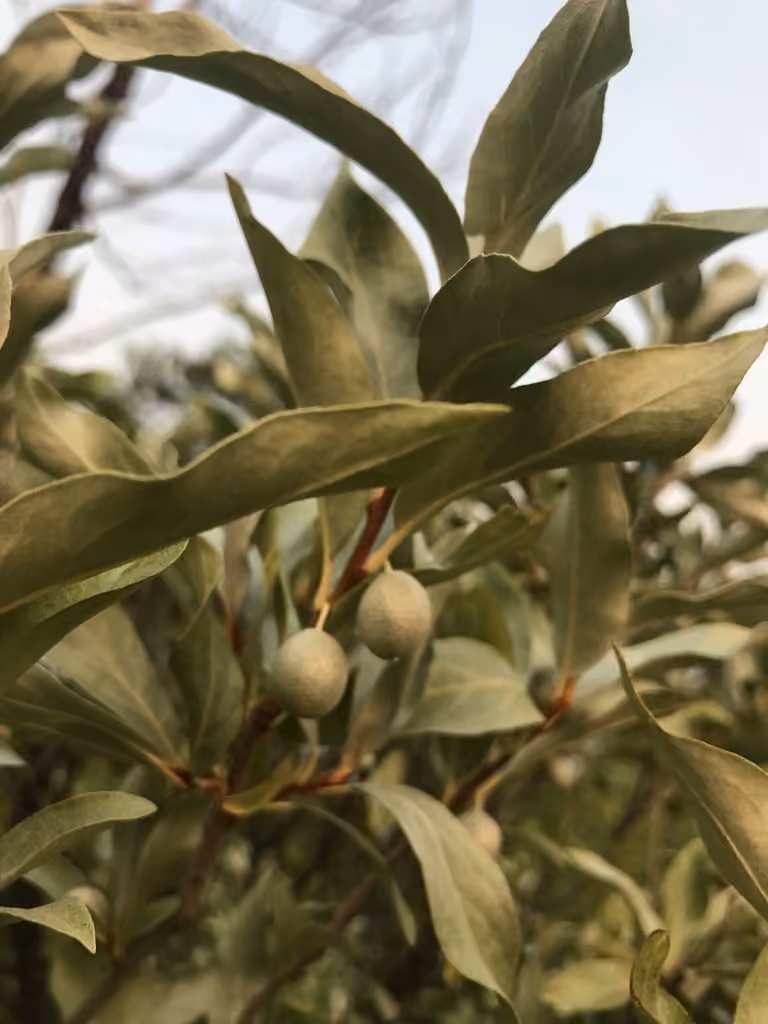 Silverberry, In fruit