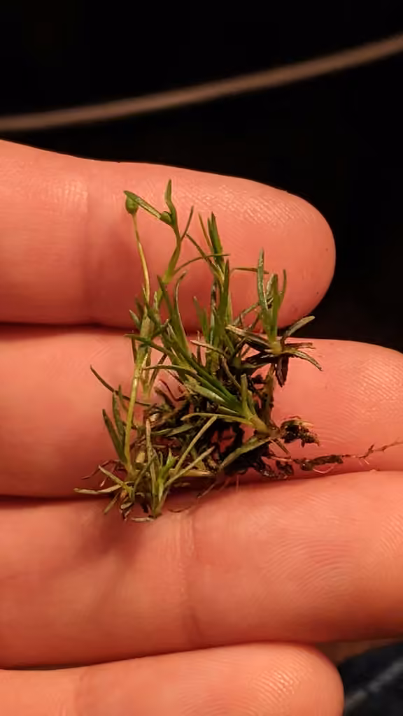 Procumbent pearlwort, In fruit