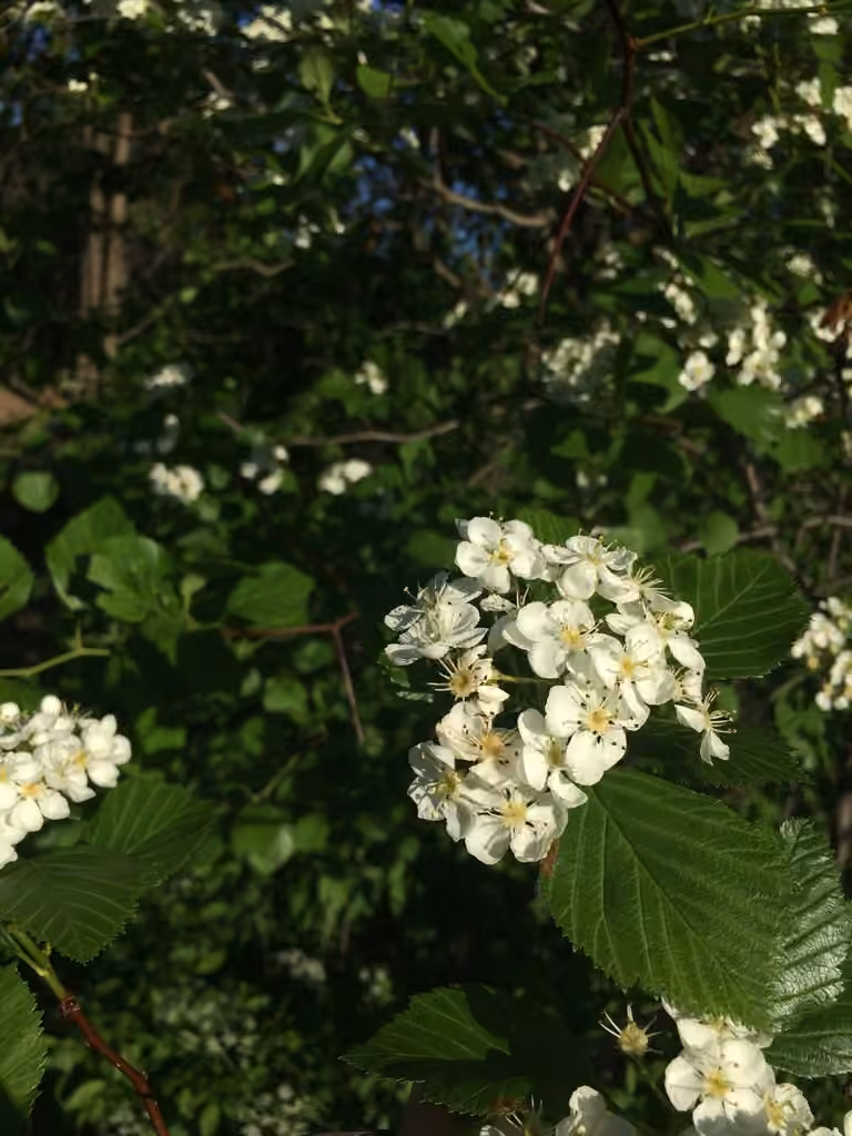 Aubépine à épines longues