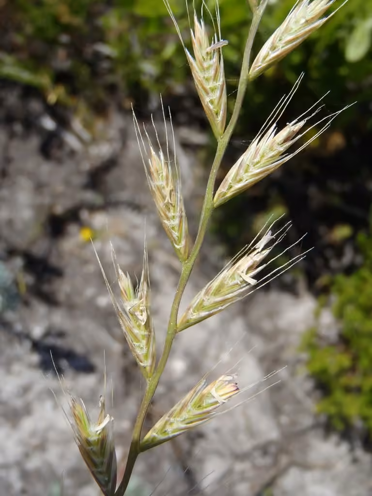 Annual ryegrass