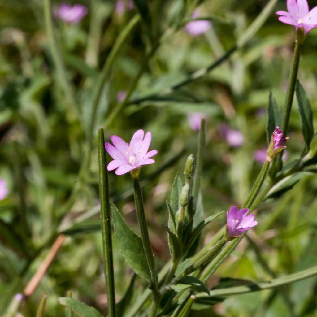 Smallflower hairy willowherb, In flower
