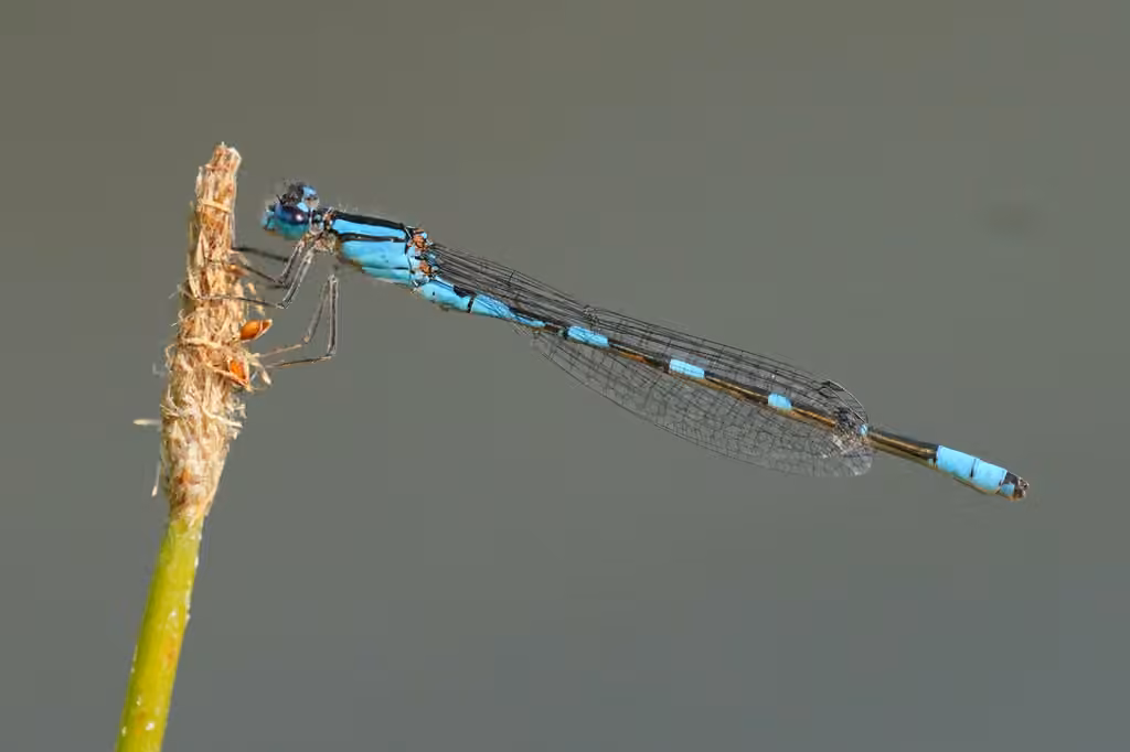 Agrion des Scirpes, photo 3 sur 5