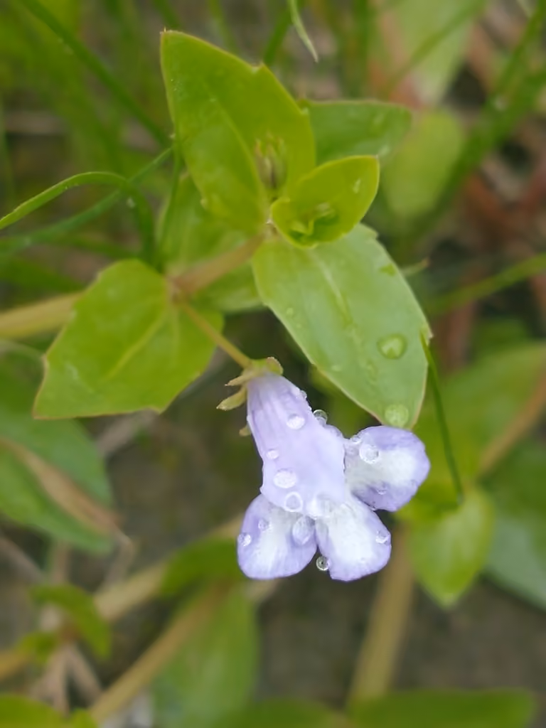 Lindernie douteuse, En fleurs