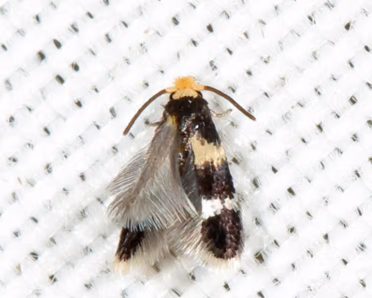 Stigmella rhamnicola, Adulte