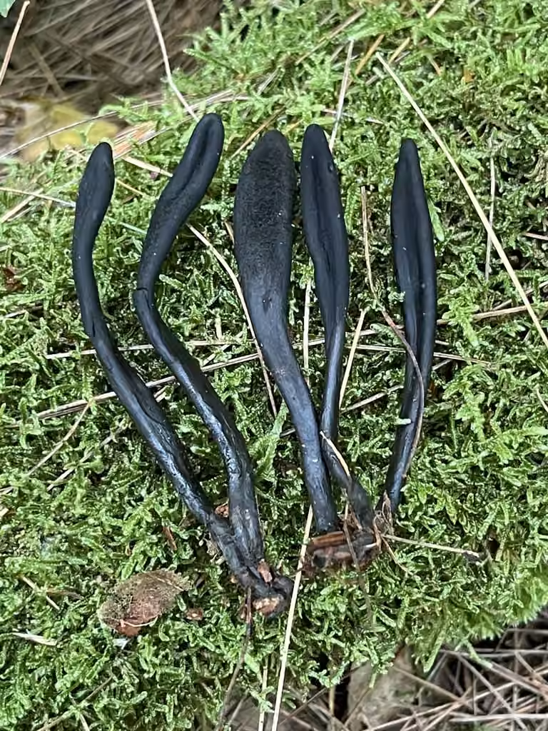 Géoglosse difforme