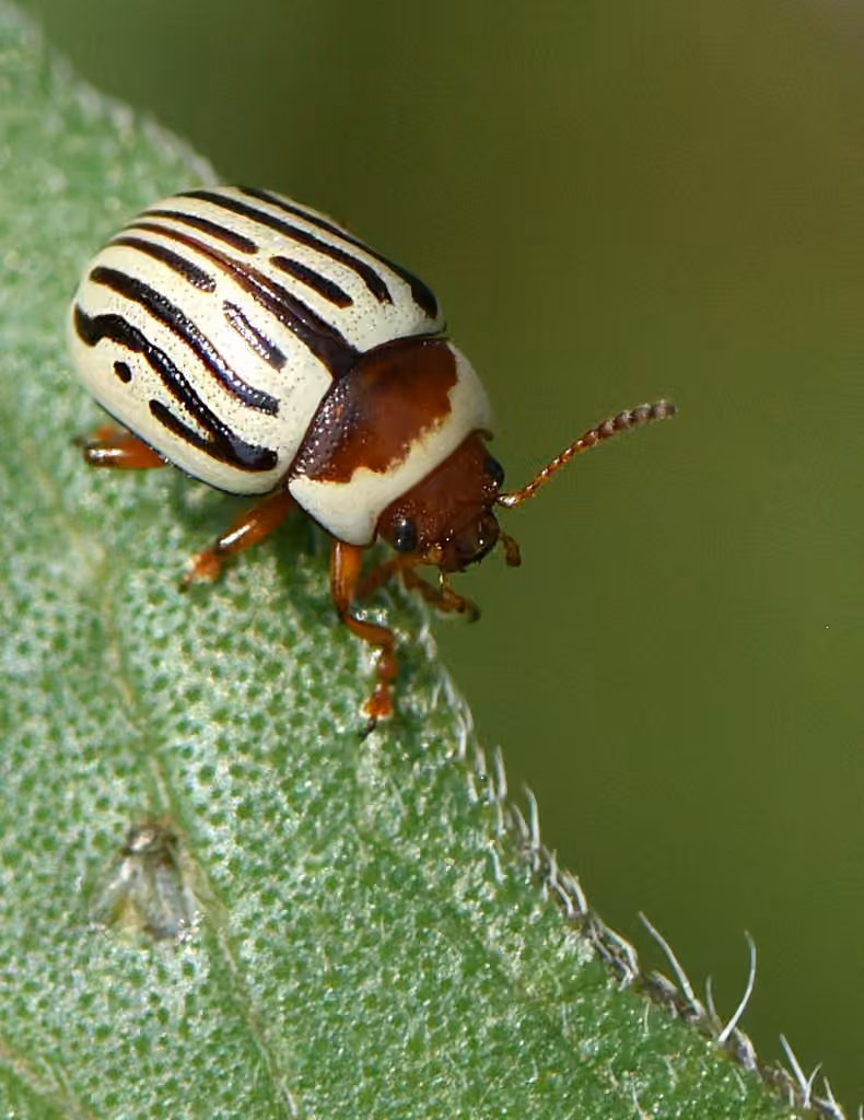 Chrysomèle du tournesol, photo 2 sur 5