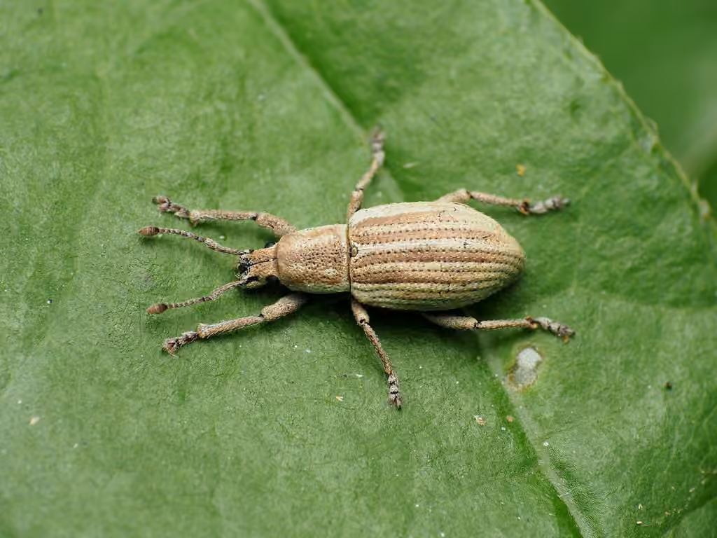 Ribboned Broad-nosed Weevil, photo 1 of 5