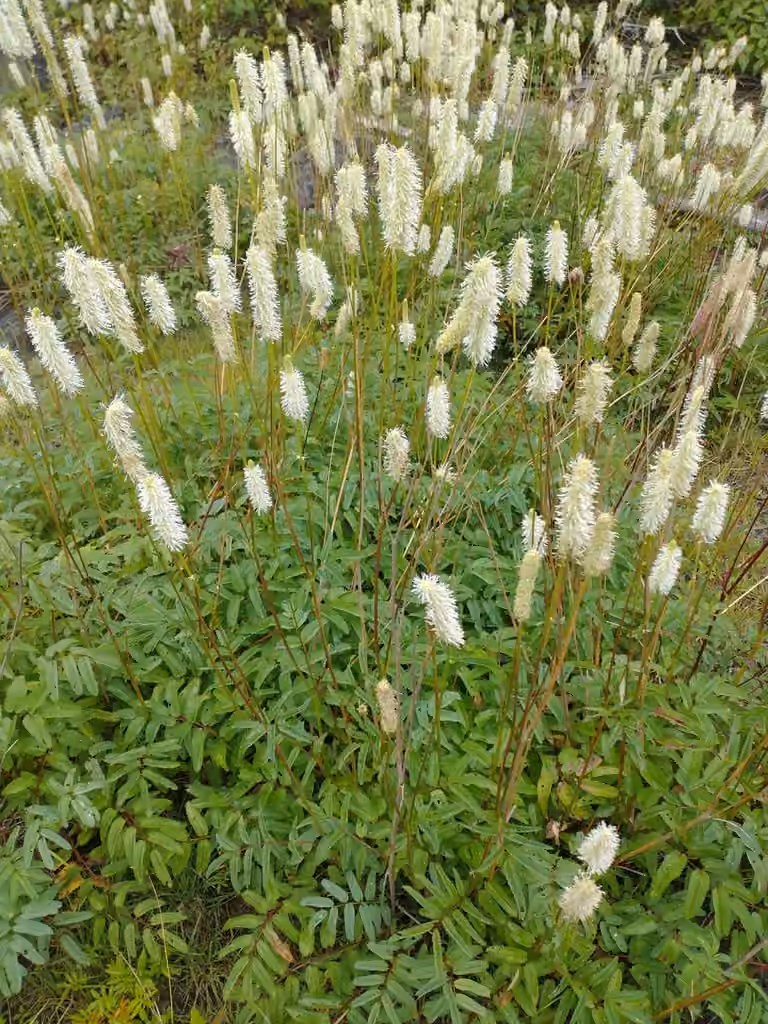 Canadian burnet, In flower