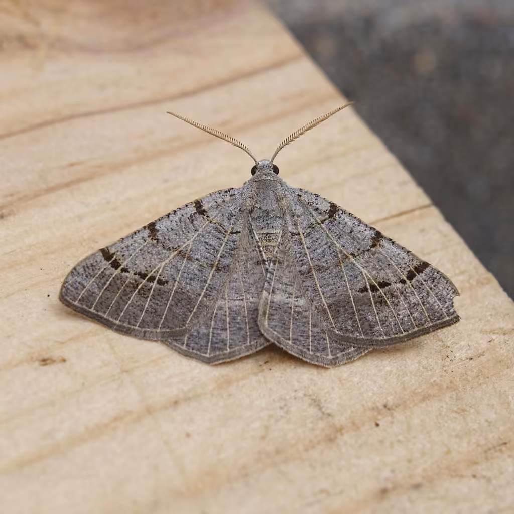Pale-veined Isturgia, photo 3 of 5