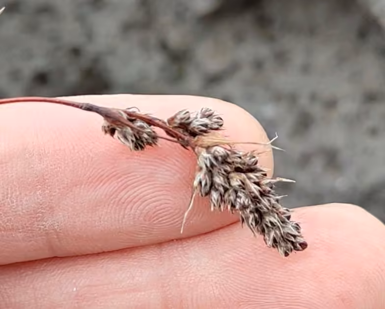 Spiked woodrush, photo 3 of 5
