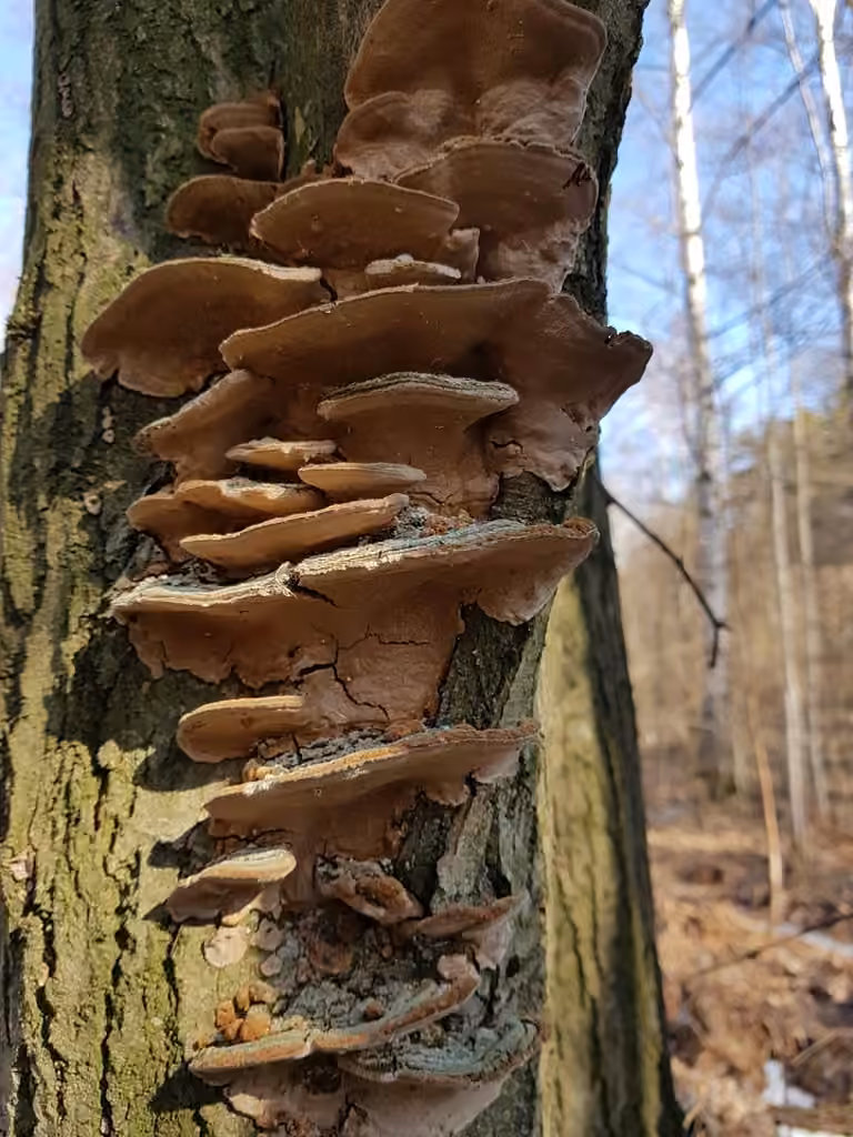 Polypore à marge dorée, photo 2 sur 5