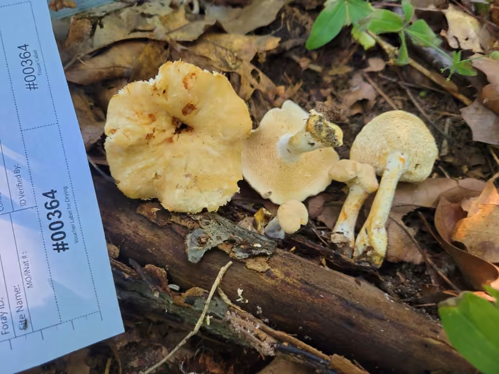 Hydnum subtilior, photo 1 sur 5