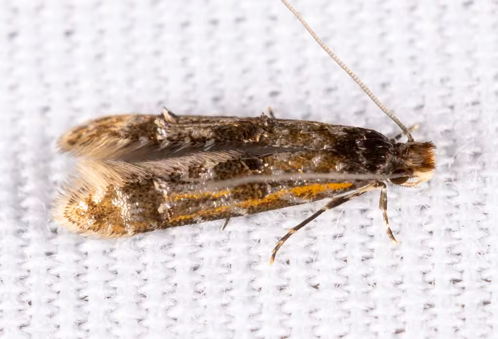 Homosetia fasciella, Adulte