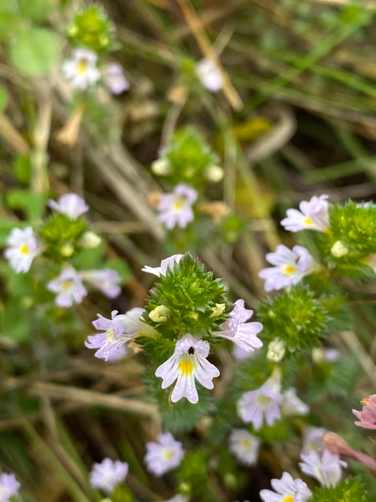 Drug eyebright, photo 3 of 5