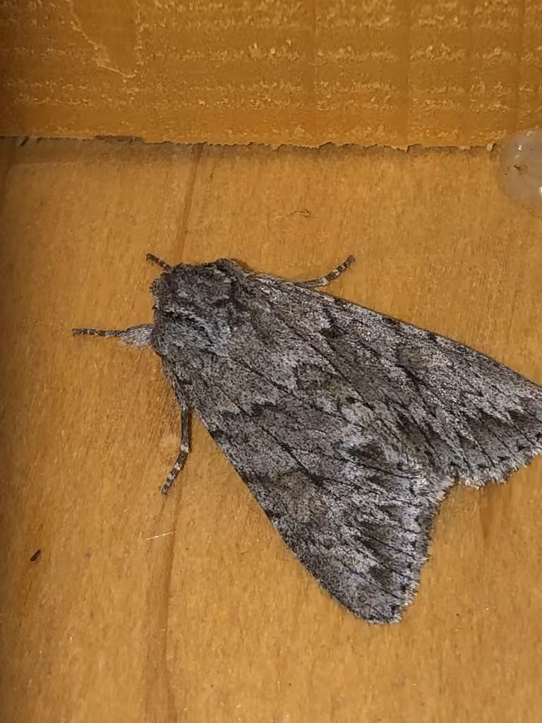 Canadian Giant Moth, Adulte