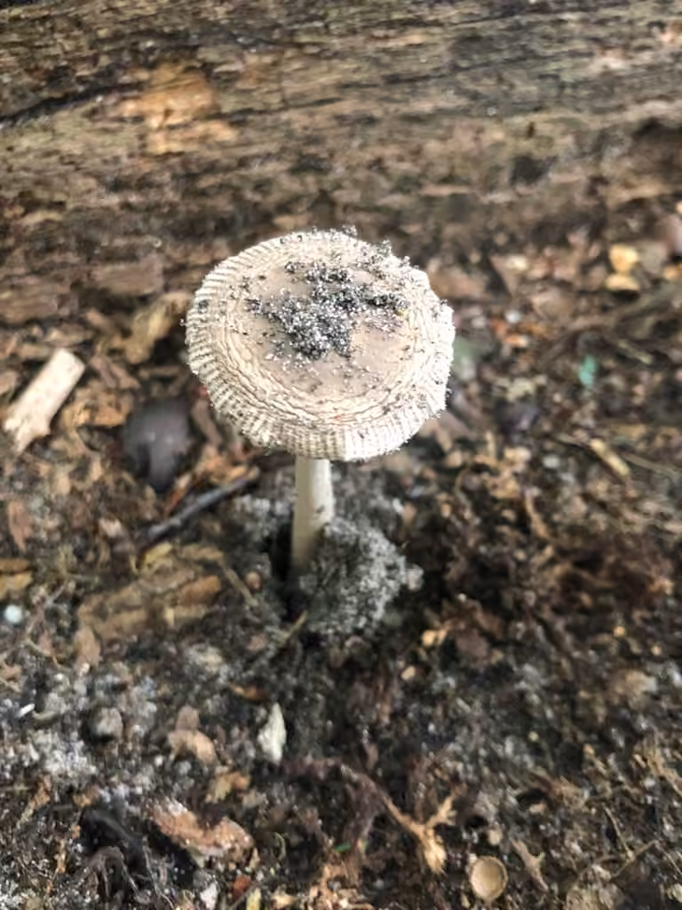 Amanita fusca, photo 2 of 5