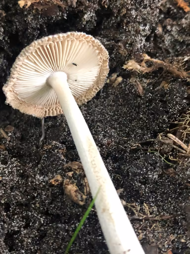 Amanita fusca, photo 1 of 5