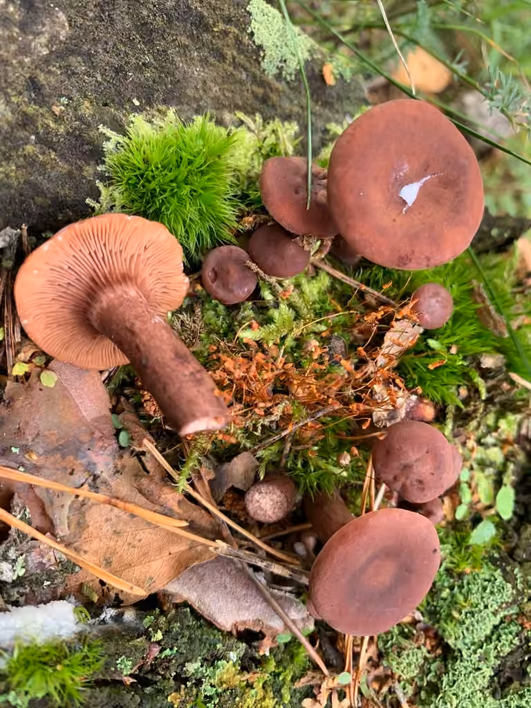 Curry Milkcap, photo 3 of 5