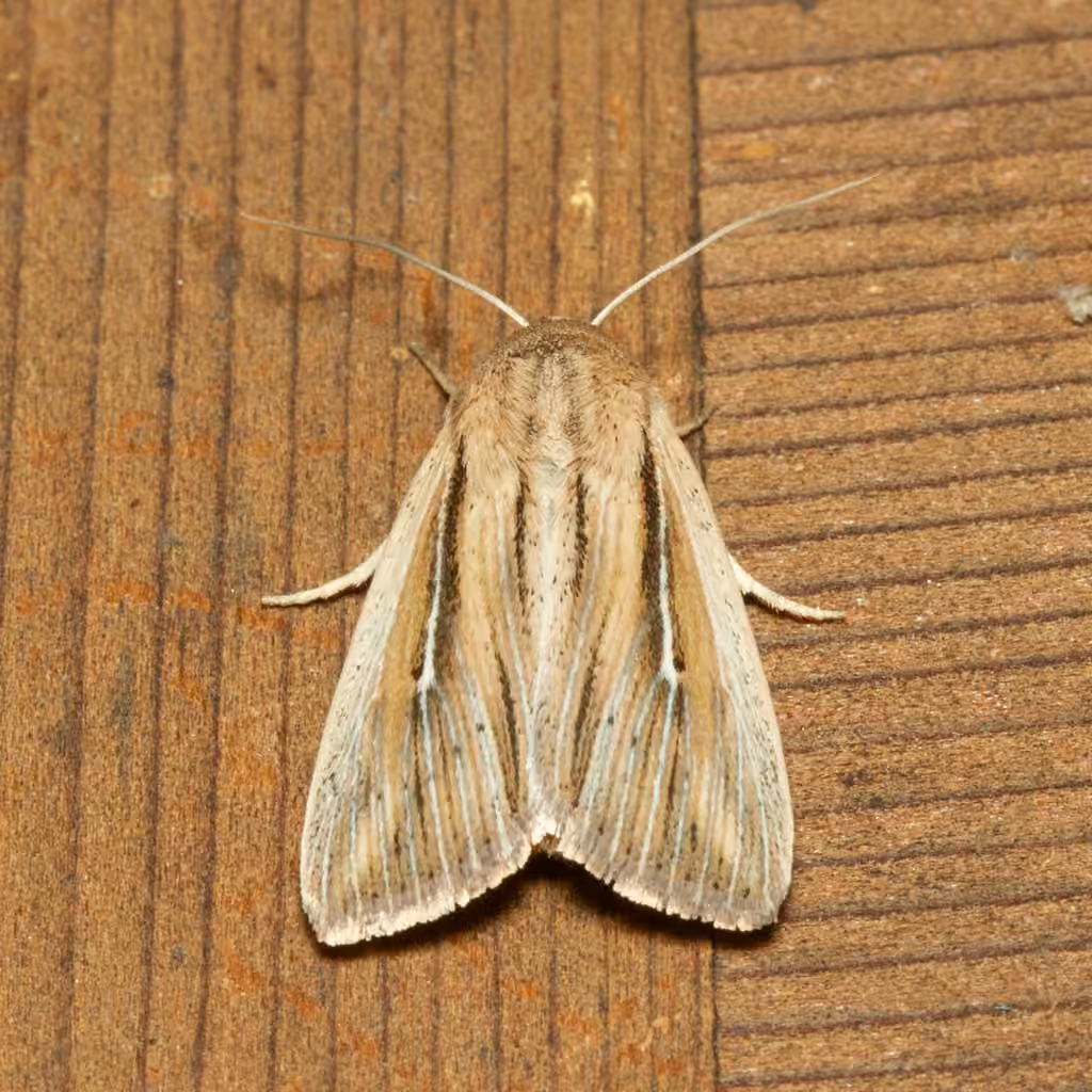 Two-lined Wainscot, Adulte