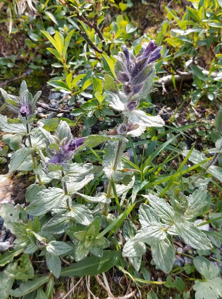 Bartsie alpine, En fruits