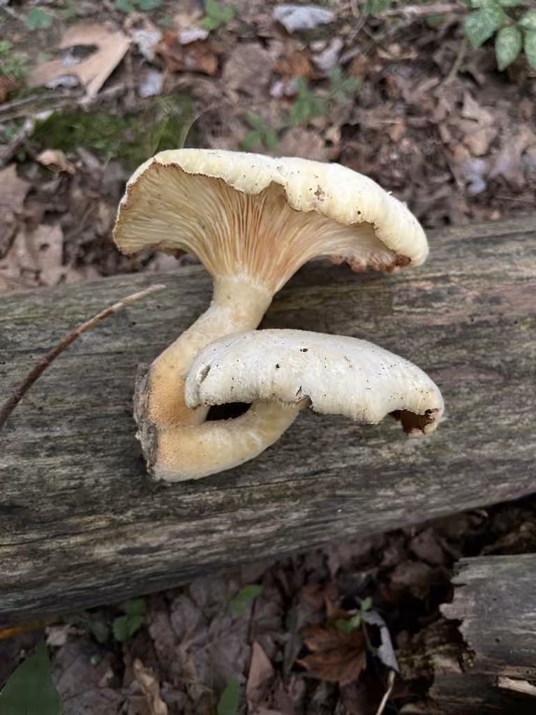 Pleurote poilu, photo 2 sur 5