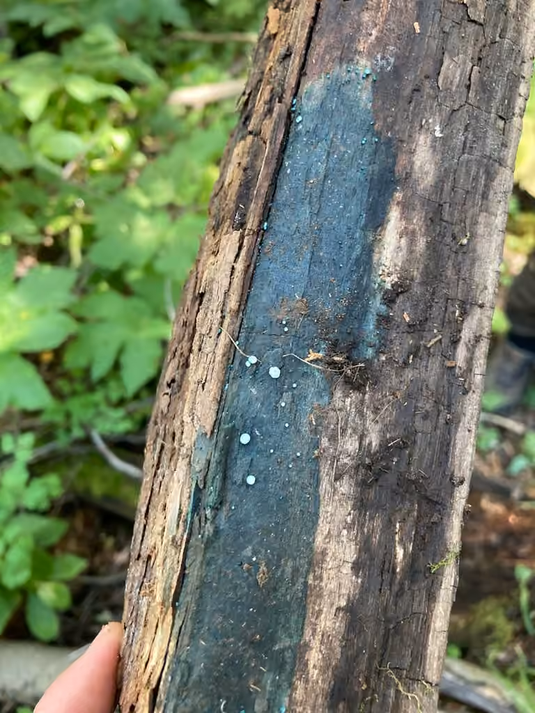 Turquoise Elfcup, photo 3 of 5