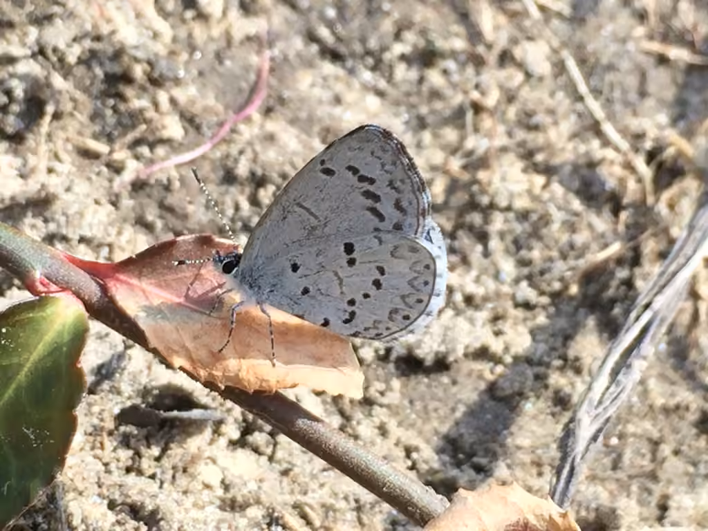 Spring Azure, photo 3 of 5