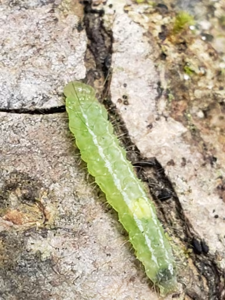 Spotted Grass Moth, Chenille