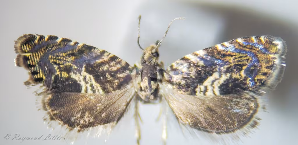 Lesser Appleworm Moth, Adult
