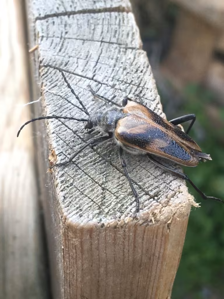 Broad-shouldered long-horned beetle, photo 2 of 5