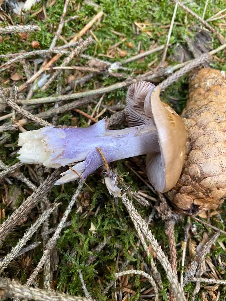 Purple Stocking Webcap, photo 2 of 5