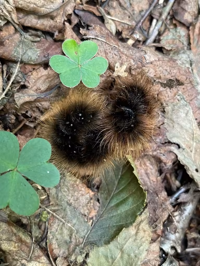 St. Lawrence Tiger Moth, Caterpillar