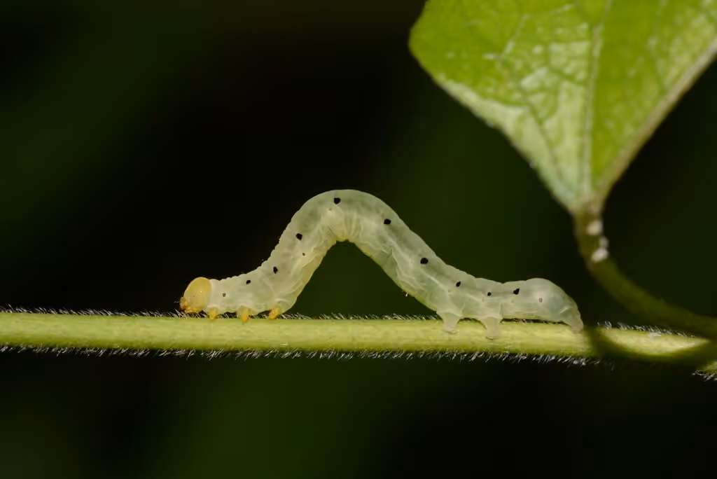 Moonseed Moth, Chenille