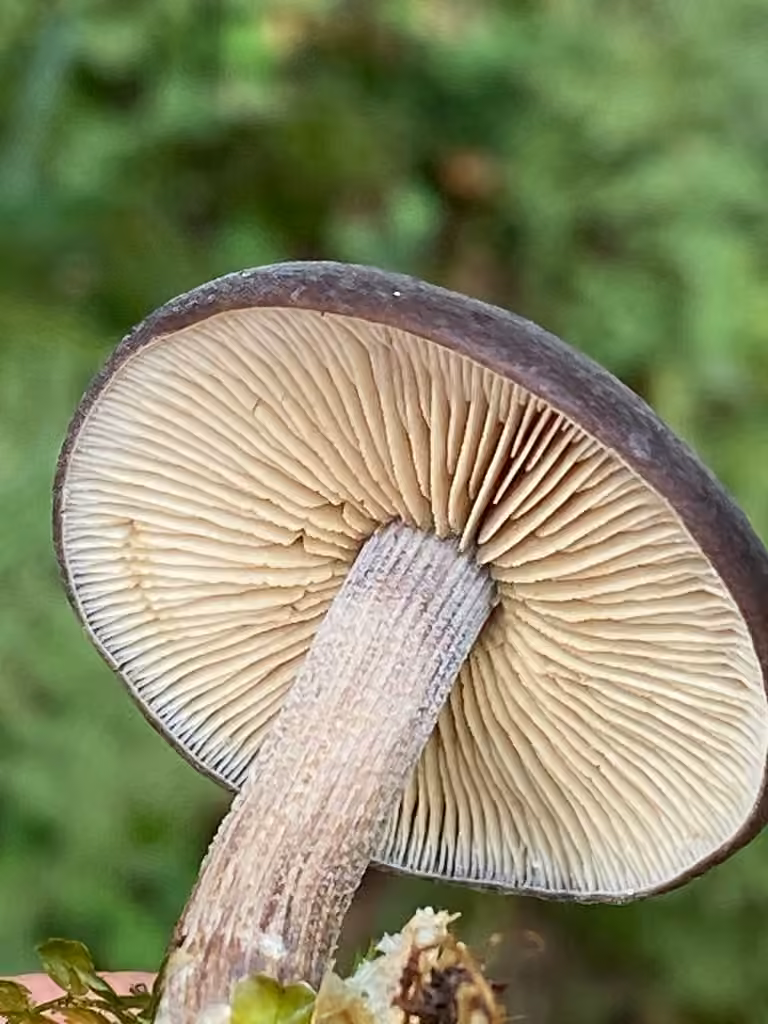 Agrocybe velouté, photo 3 sur 5