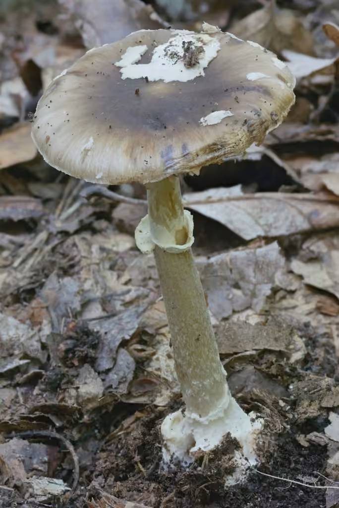Old Potato Amanita, photo 3 of 5