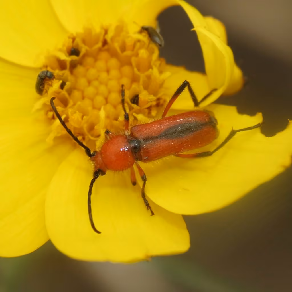 Longicorne suturé, photo 2 sur 5