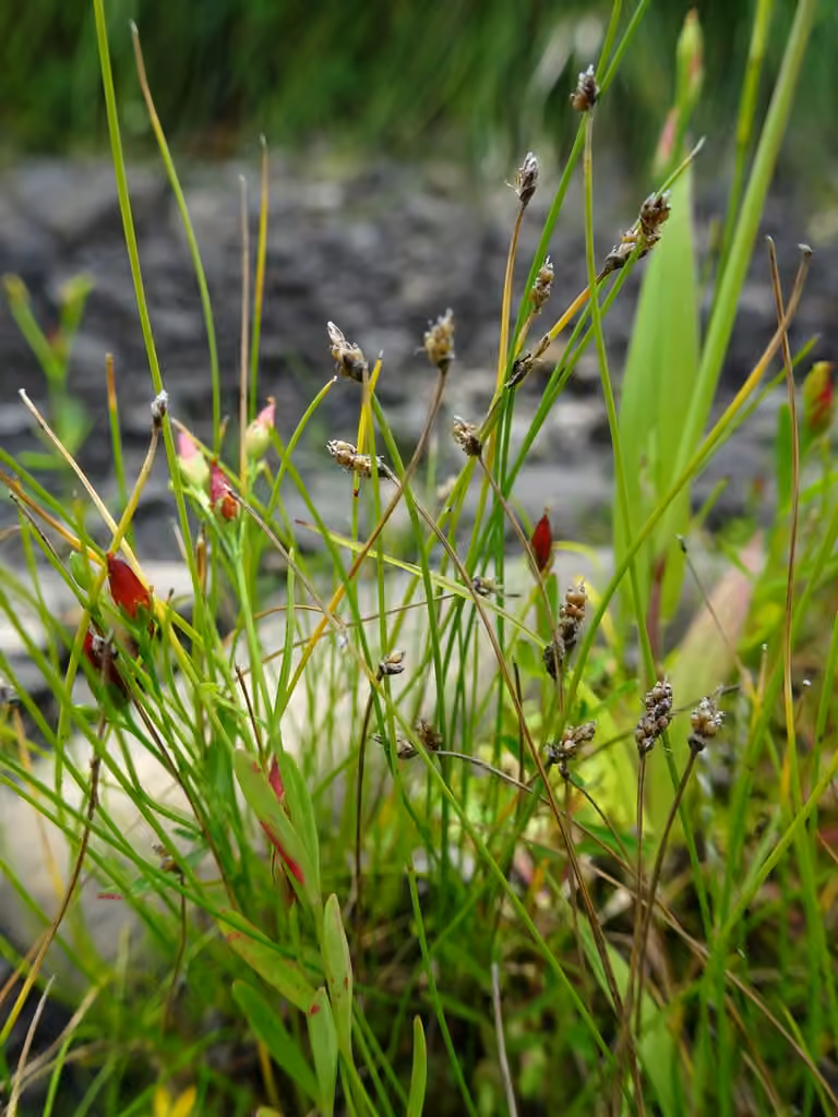 Slender spikerush, photo 1 of 5