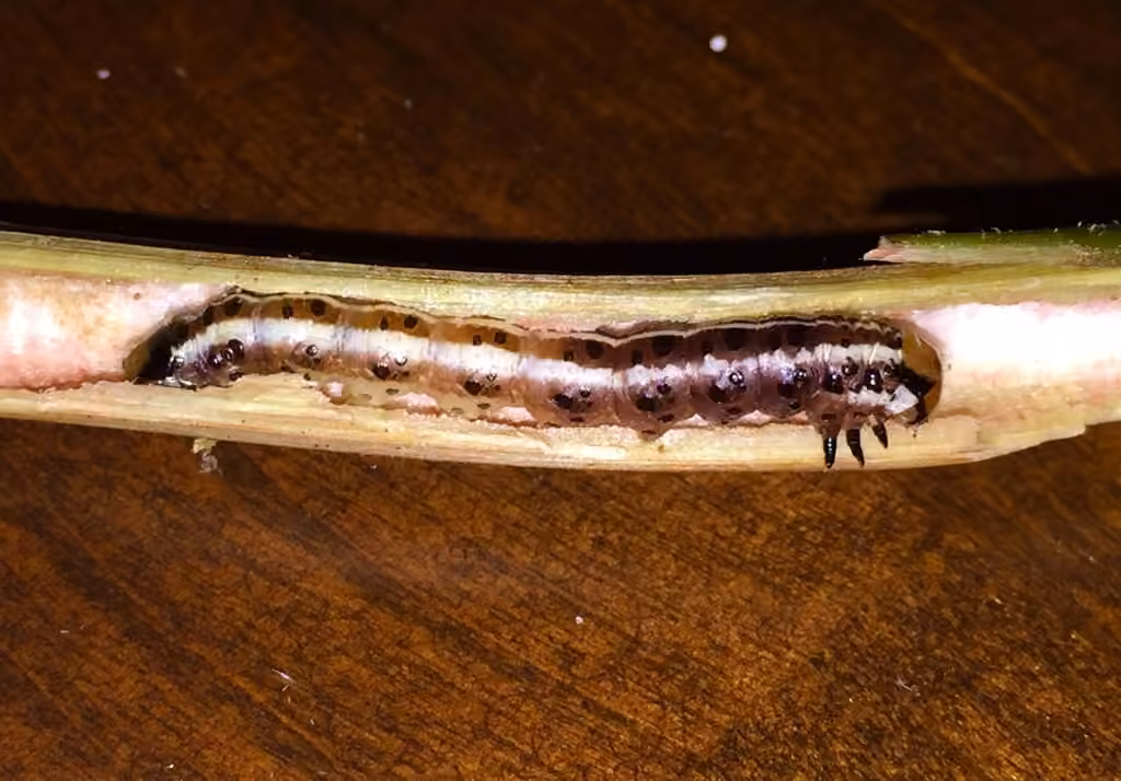 Burdock Stem Borer Moth, Caterpillar
