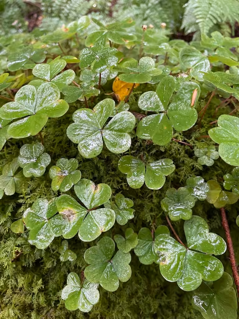 Oxalide de montagne, En fruits