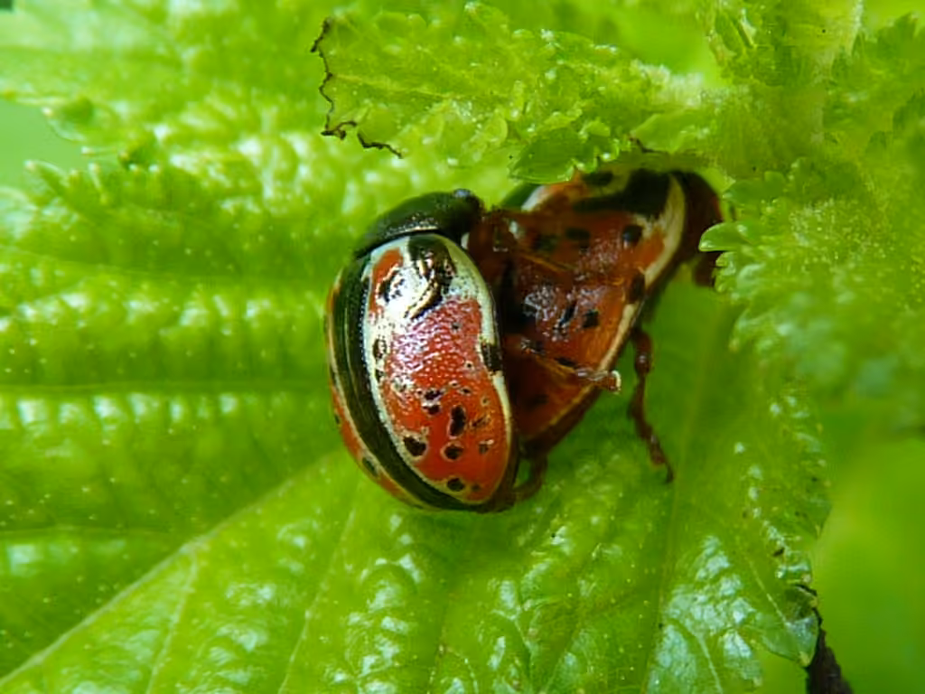 Ninebark Calligrapha Beetle, photo 2 of 5