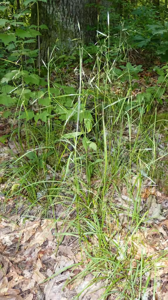 Flat-stem oat grass, photo 2 of 5