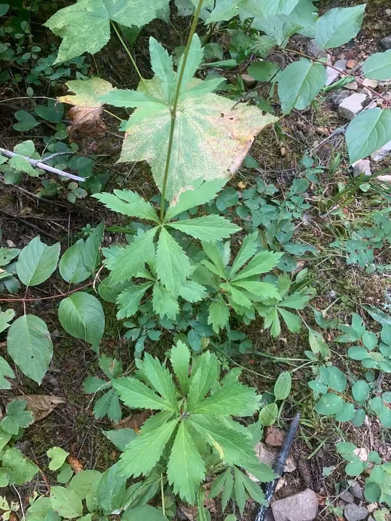 Sanicle du Maryland, En fruits