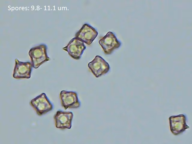 Entolome saumon, photo 2 sur 5