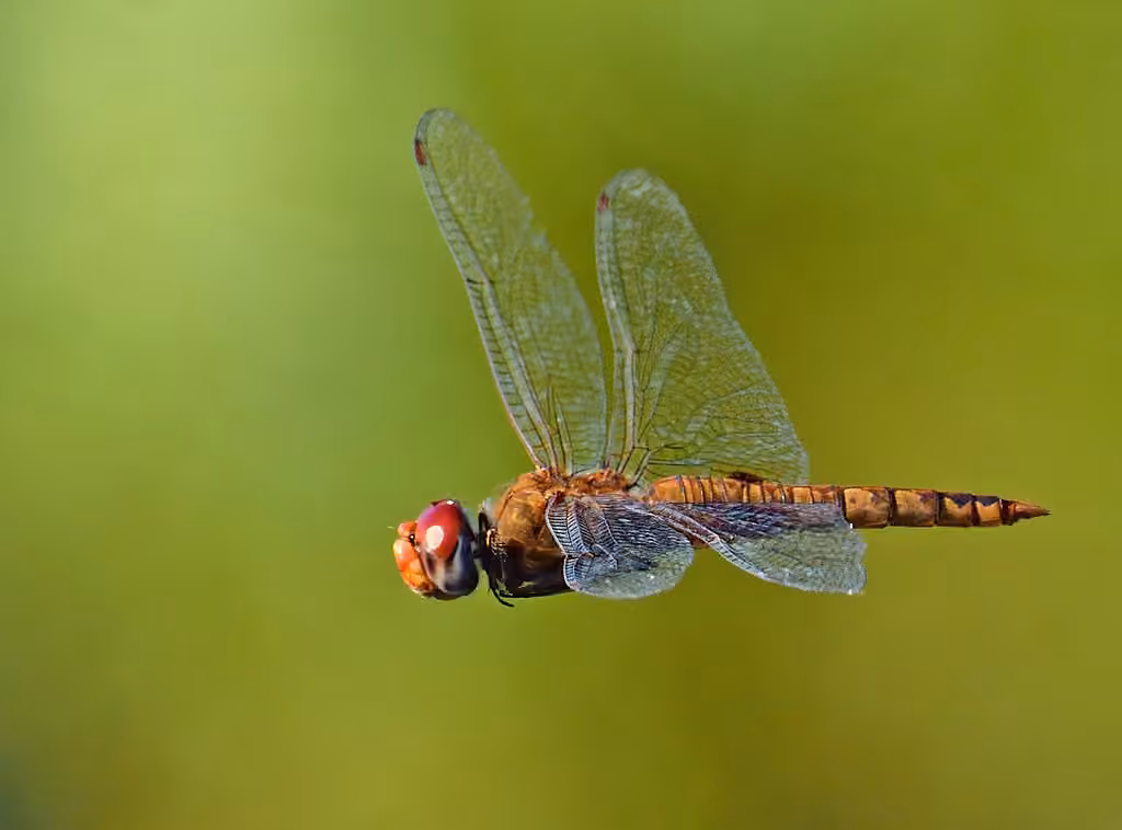 Spot-winged Glider, photo 1 of 5