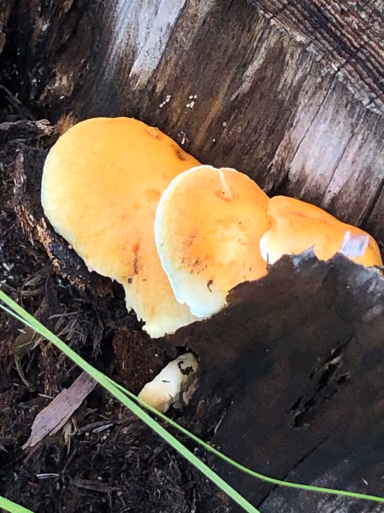Gymnopilus hybridus, photo 3 of 5