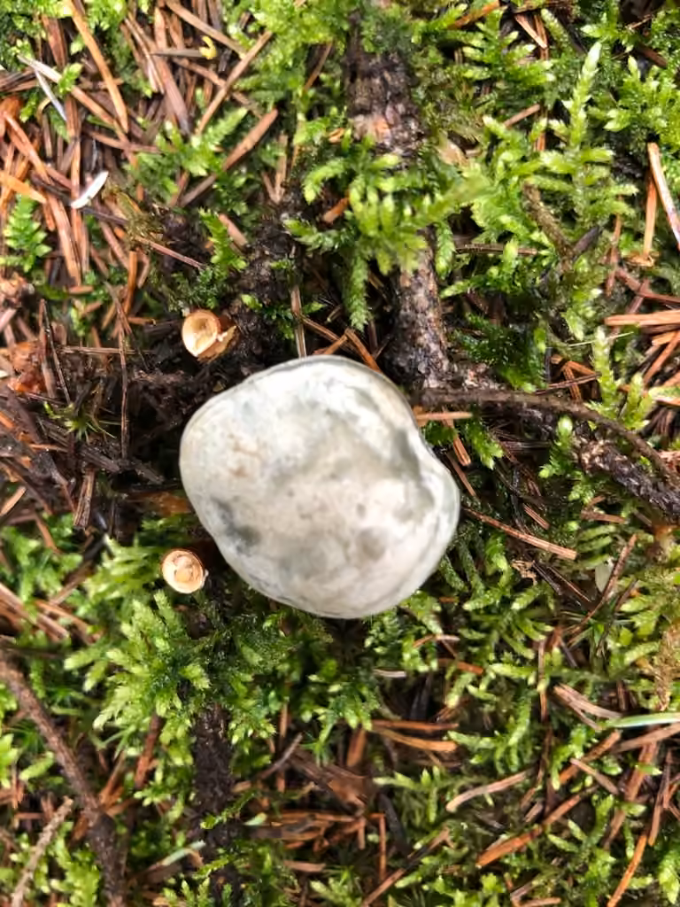 Aniseed Funnel, photo 2 of 5